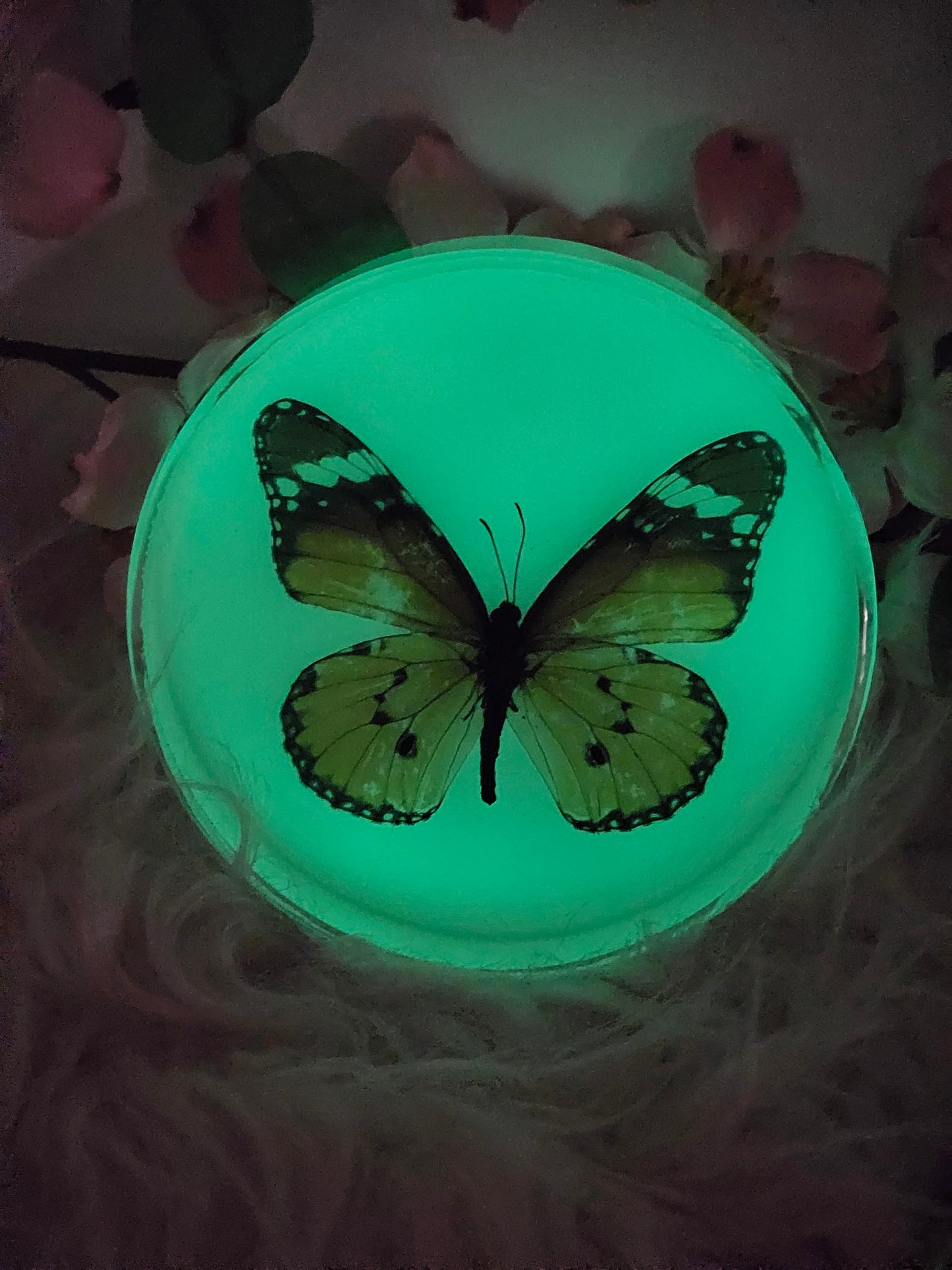 Butterfly Specimen