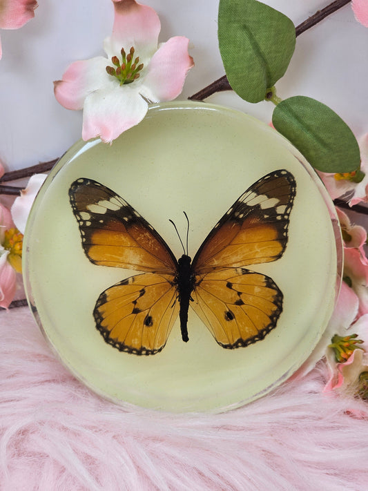 Butterfly Specimen